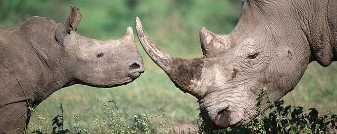 How you can protect Black Rhinos